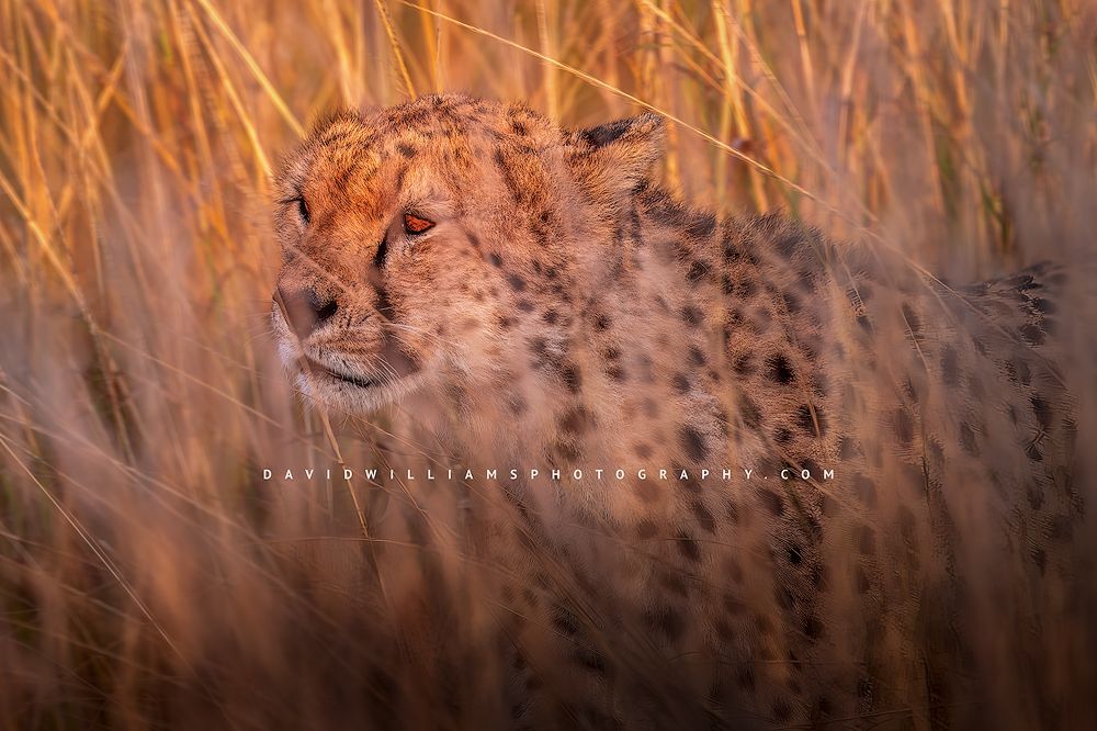 A cheetah’s face stalking through the tall grass, Kenya, Africa