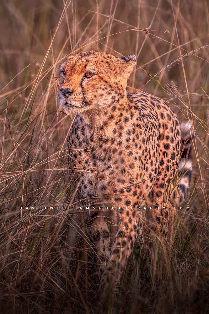 A cheetah stalking prey through sun lit grass, Kenya