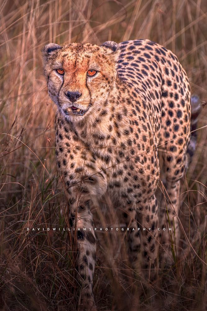A Cheetah in the tall golden grasses looking for prey at sundown, Kenya