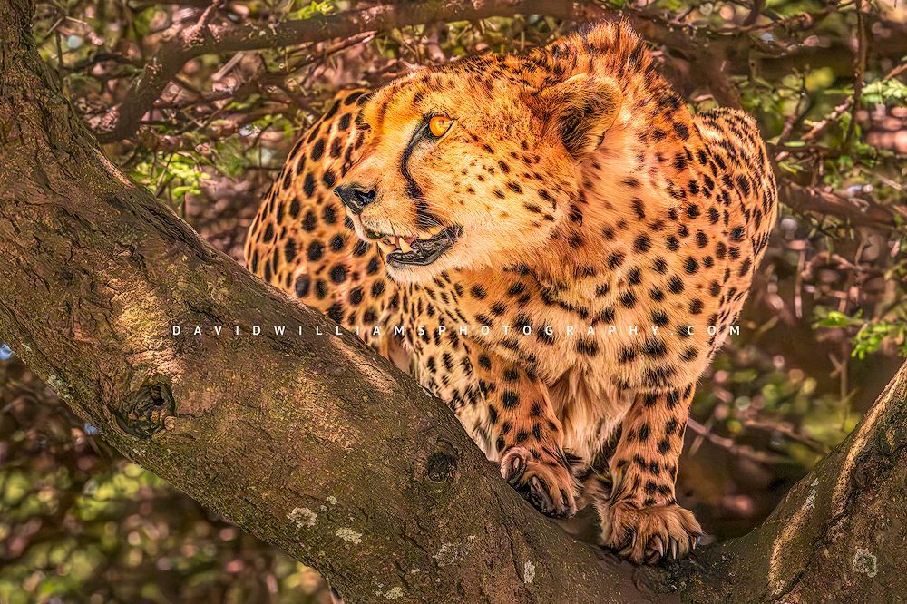 Rare tree-climbing cheetah crouching in a tree in Ndutu, Tanzania, moments before springing into action for a kill, horizontal