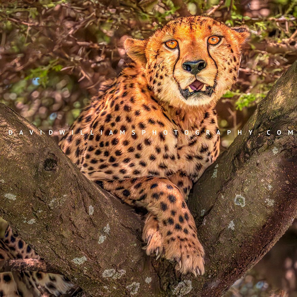 Rare tree-climbing cheetah resting in a tree with paws crossed, gazing peacefully into the camera in Ndutu, Tanzania, square
