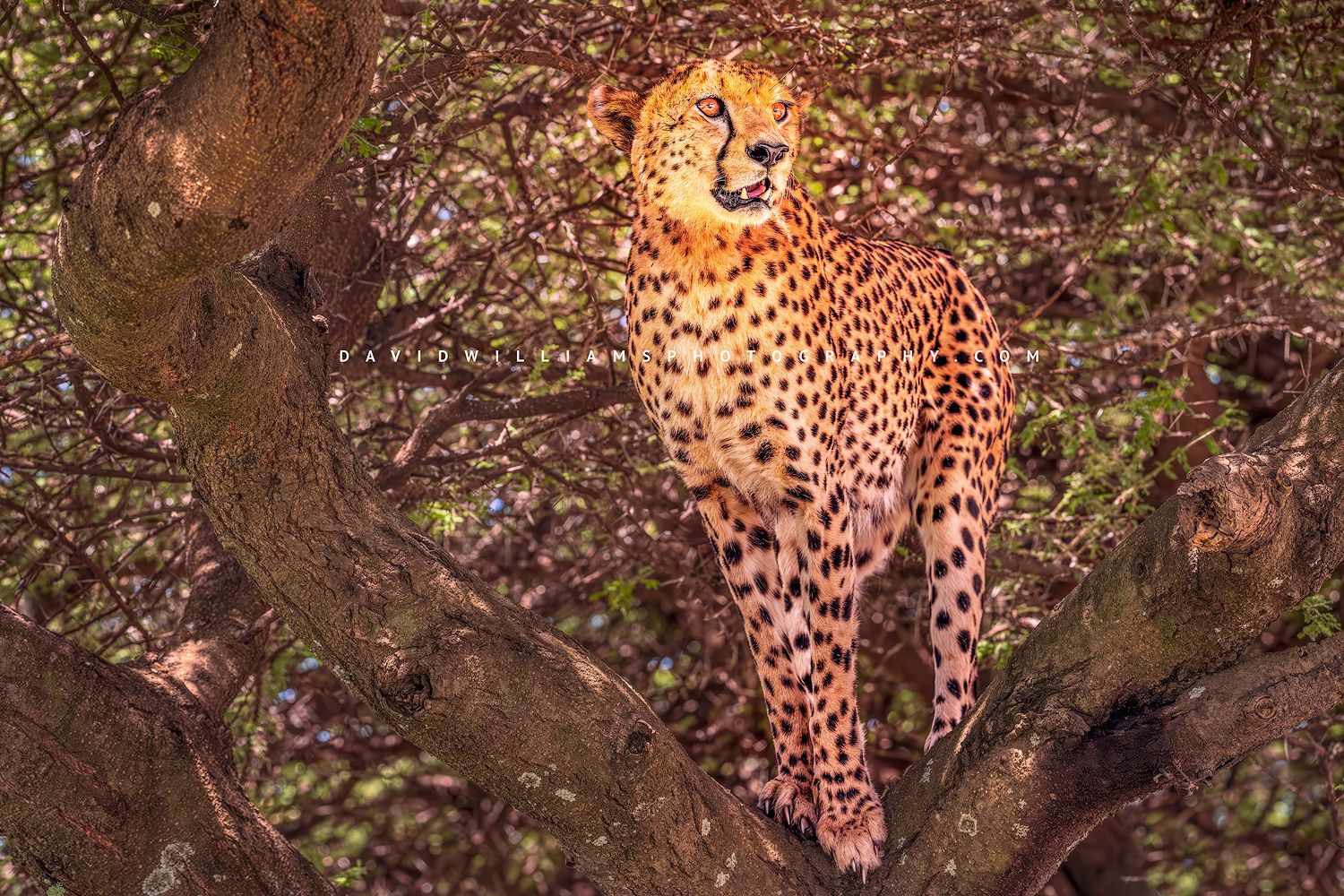 Rare tree-climbing cheetah standing proudly in a large tree, surveying the plains in golden light at Ndutu, Tanzania, horizontal