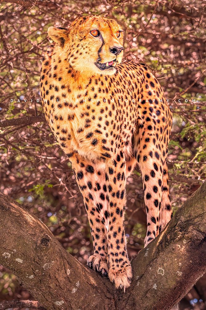 Rare tree-climbing cheetah standing tall on a branch, gazing across the plains in golden light, Ndutu, Tanzania, vertical