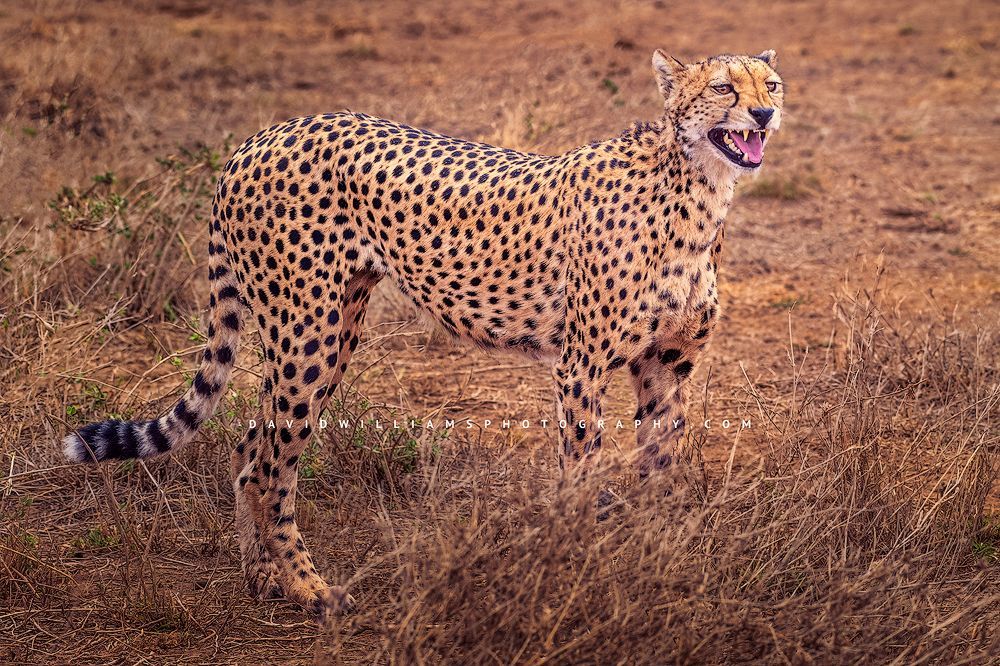 A close up shot of a snarling cheetah, Amboseli, Kenya