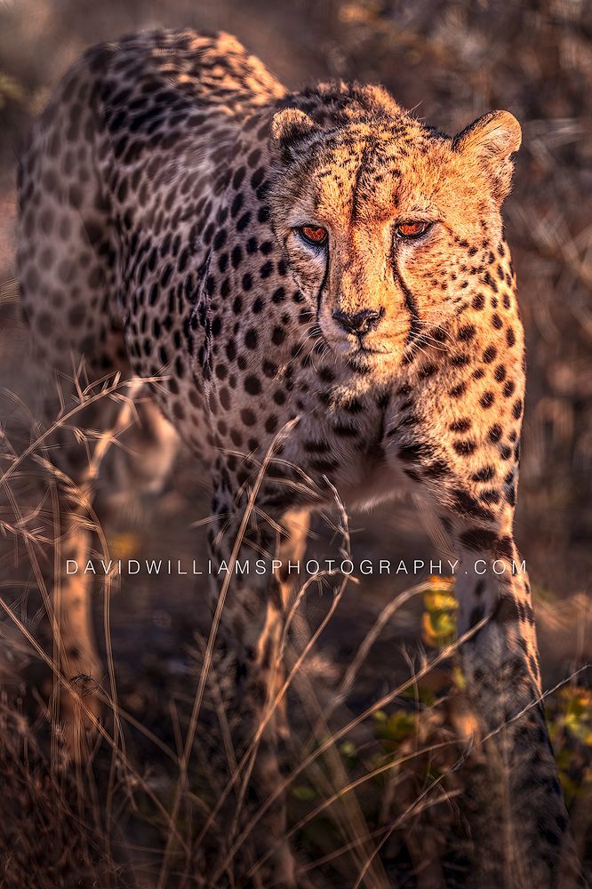 Vertical image of a cheetah stalking prey through tall grasses in golden light, Etosha National Park, Namibia.