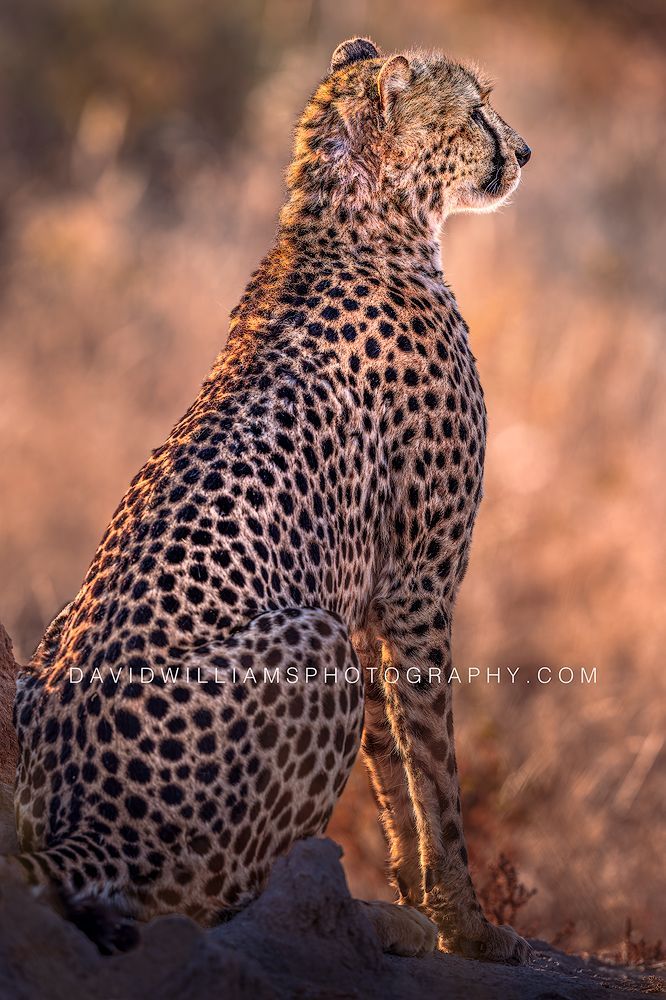 Vertical image of a cheetah sitting alert on a dirt mound overlooking the savanna, Etosha National Park, Namibia.