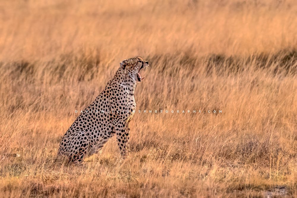 A yawning cheetah in the sun in the golden grass of Amboseli