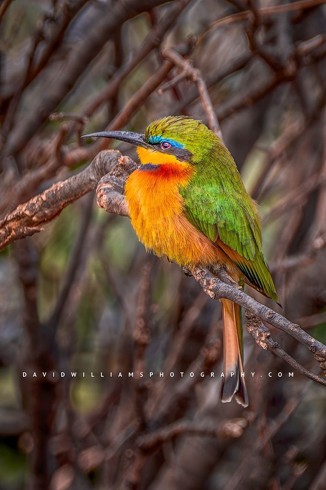A close up of a Cinnamon-Chested Bee-eater, Kenya, Africa
