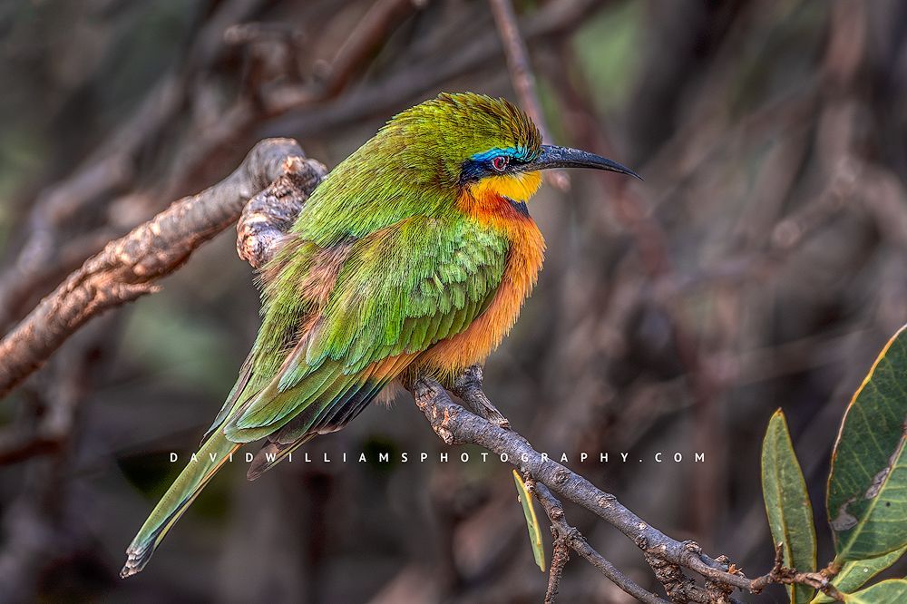 A close up of a Cinnamon-Chested Bee-eater, Kenya, Africa