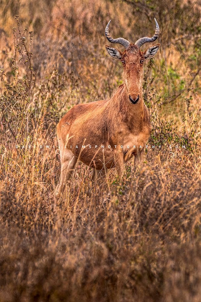 Coke's Hartebeest standing at attention, Kenya