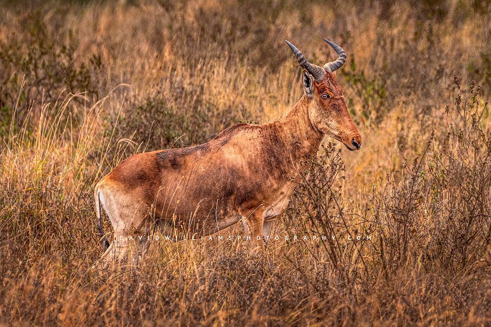 A  Coke’s Hartebeest or kongoni in the grassy fields of Kenya, Africa