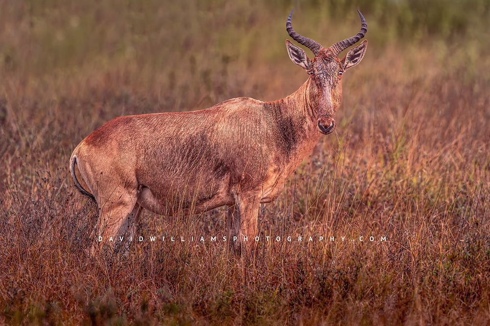A Coke’s Hartebeest in golden light, Nairobi National Park