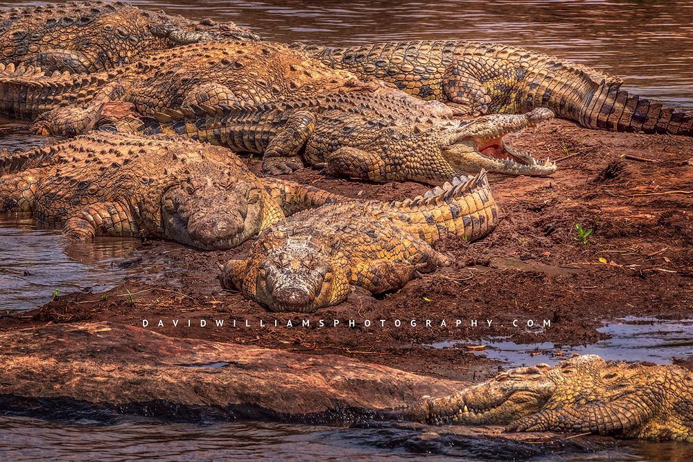 Nile crocodiles basking in the sun, Mara River, Masai Mara, Kenya
