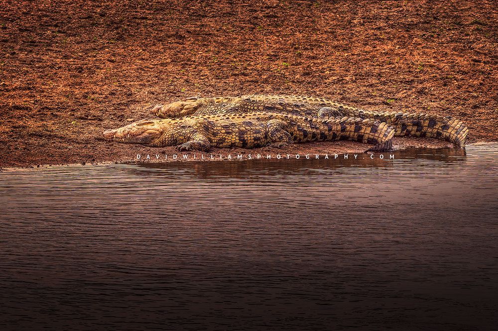 2 Nile crocodiles basking in the sun, Mara River, Masai Mara, Kenya