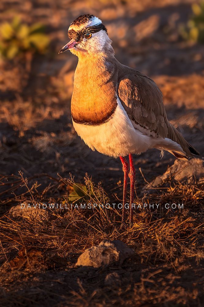 Frontal view of a crowned plover bird (Vanellus coronatus) with eye contact in warm golden light at Etosha National Park, Namibia.