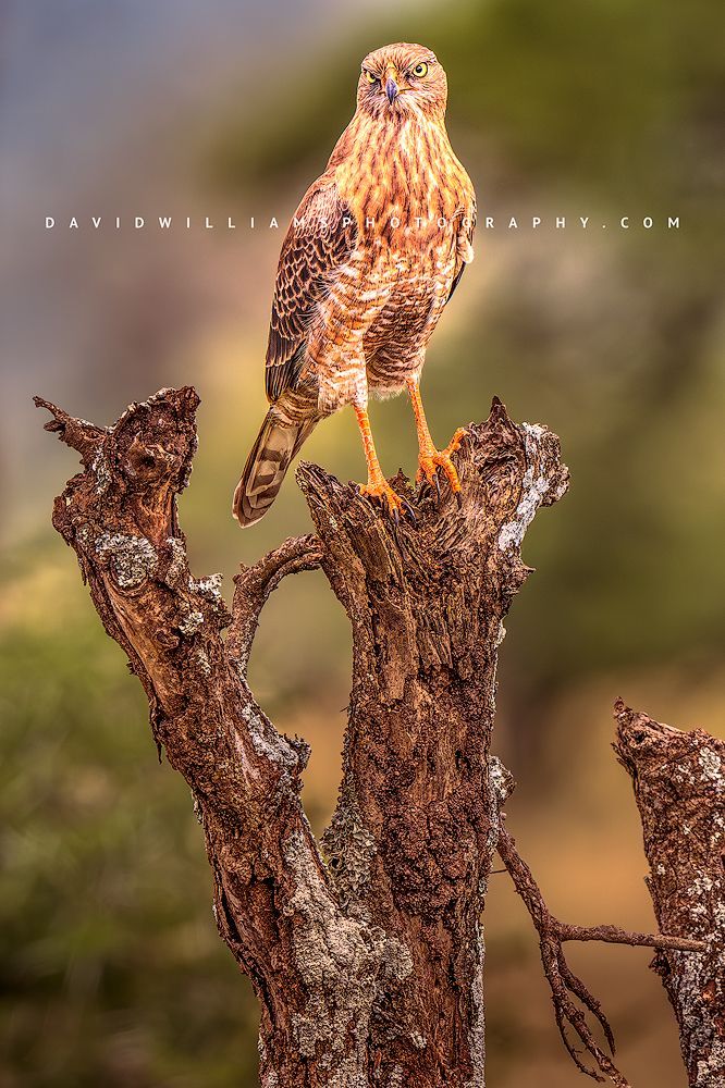 Juvenile Dark Chanting Goshawk (Melierax poliopterus) in golden light, perched on a tree with eye contact, bokeh background, vertical image