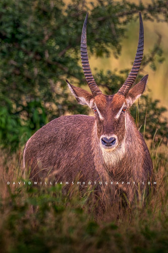 A close up of a large bull Defassa Waterbuck, Tanzania, Africa