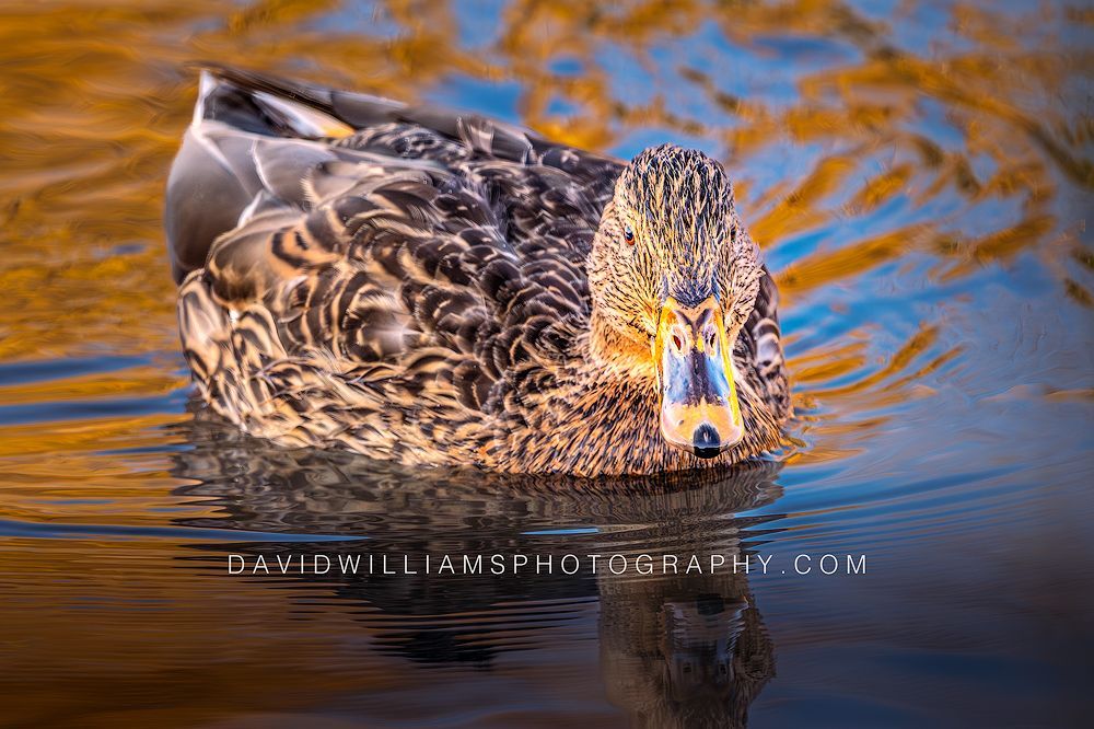 Female mallard swimming through sunlit yellow and blue waters in Grand Teton National Park, Wyoming.
