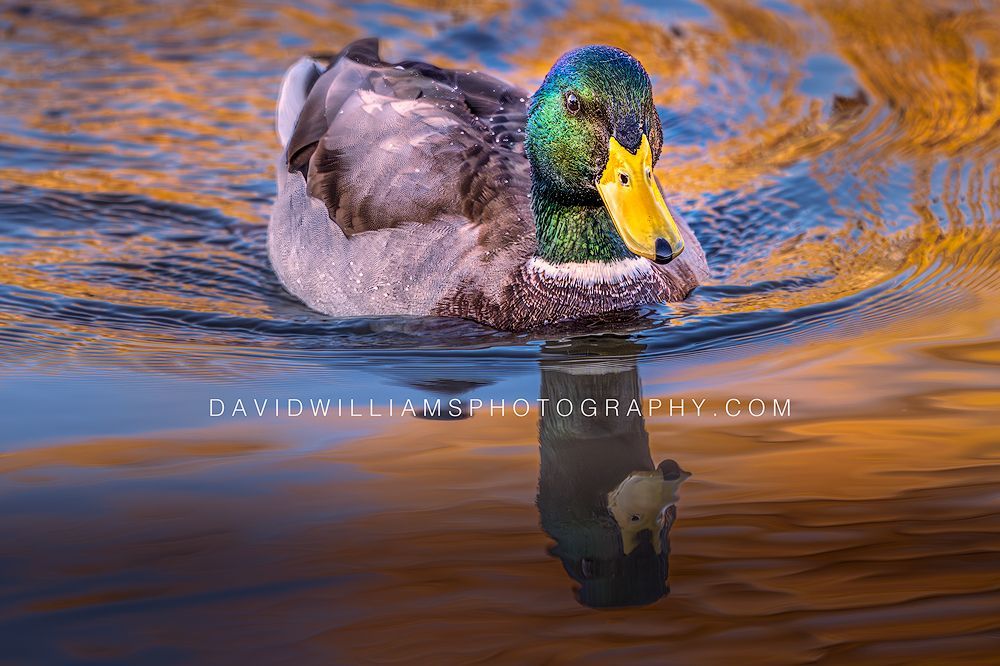 Male mallard duck gliding through sunrise yellow and blue reflections in Grand Teton National Park, Wyoming.