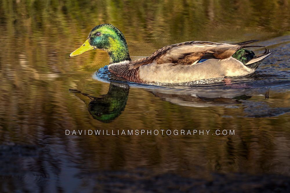 Male mallard duck in colorful sun-drenched blue and green waters in Grand Teton National Park, Wyoming.