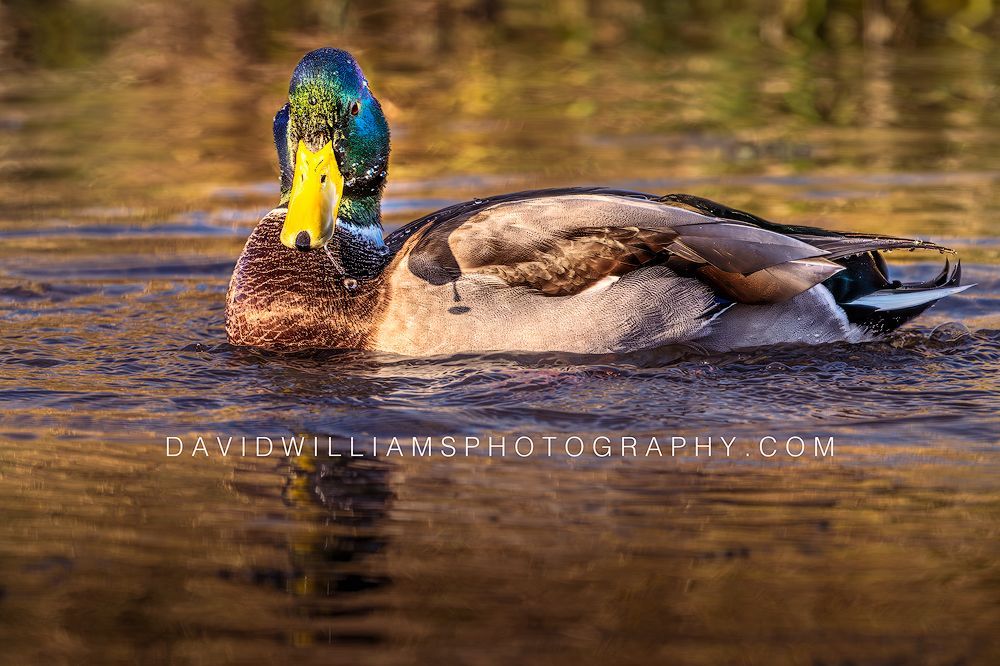 Close-up side view of a male mallard duck in golden light with colorful reflections in Glacier National Park, Wyoming.