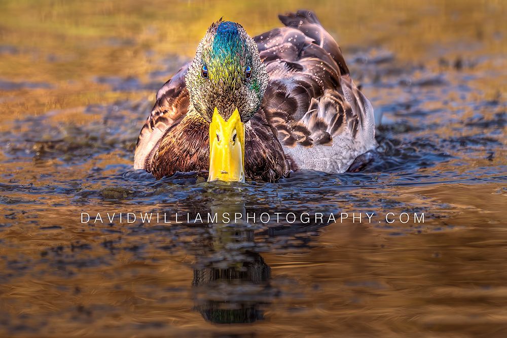 Male mallard duck swimming toward the camera with eye contact in golden reflective waters in Glacier National Park, Wyoming.