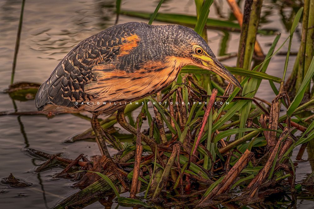 A close up of a Dwarf Bittern in wetlands, Tanzania, Africa