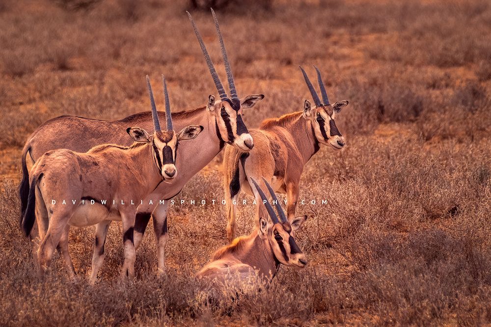A group of Waterbucks with horns parallel in the golden light of Samburu, Kenya