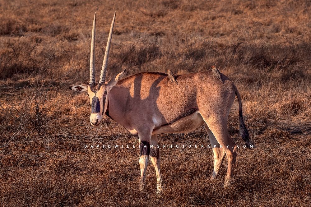 An East African oryx, gemsbok in the grassy sunny savanna of Samburu, Kenya