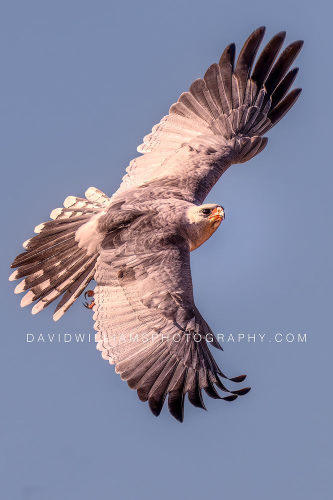 Close-up of Eastern Chanting Goshawk bird with wings spread hunting prey, Etosha National Park, Namibia