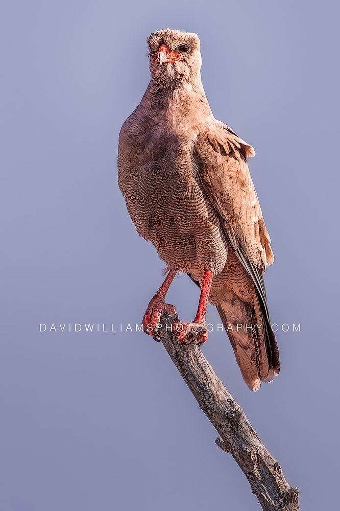 Close-up vertical Eastern Chanting Goshawk bird alert in golden light scanning savanna, Etosha National Park