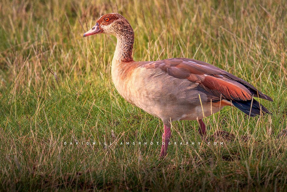 An Egyptian Goose with exceptional feather detail in golden light