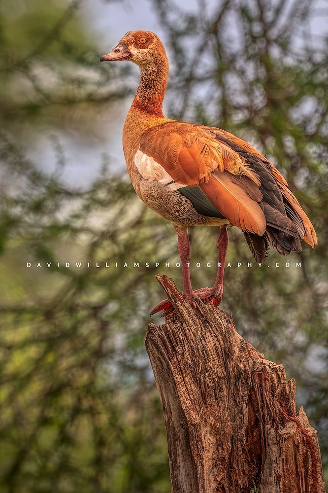 The colorful detailed feathers of an Egyptian Goose, Africa