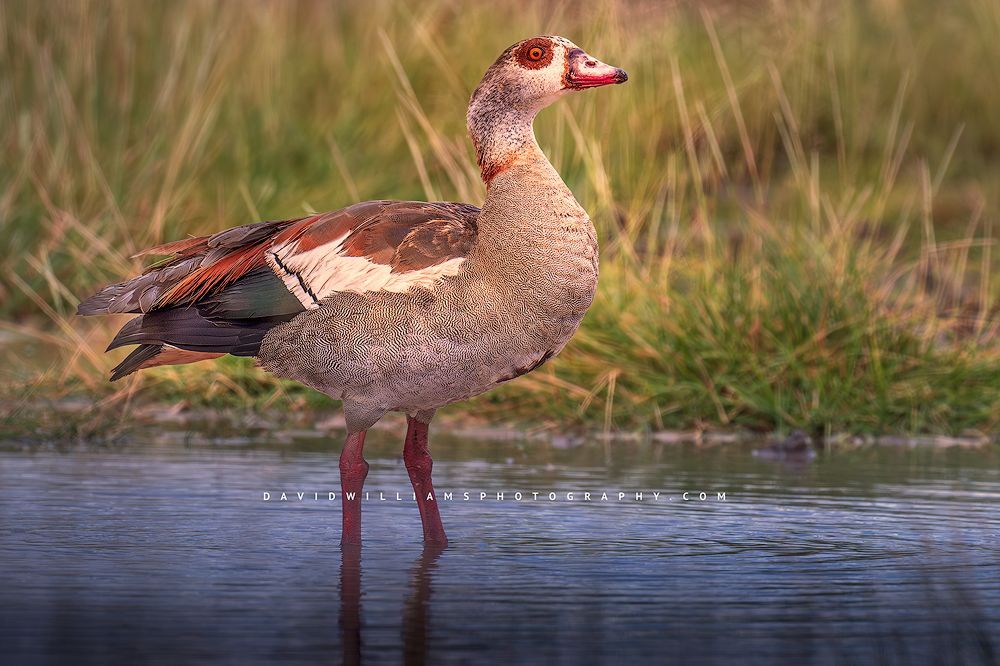 An Egyptian Goose in golden light, Kenya, Africa
