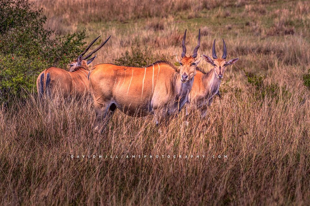 A group of Eland in the tall grasses of the Mara, Kenya