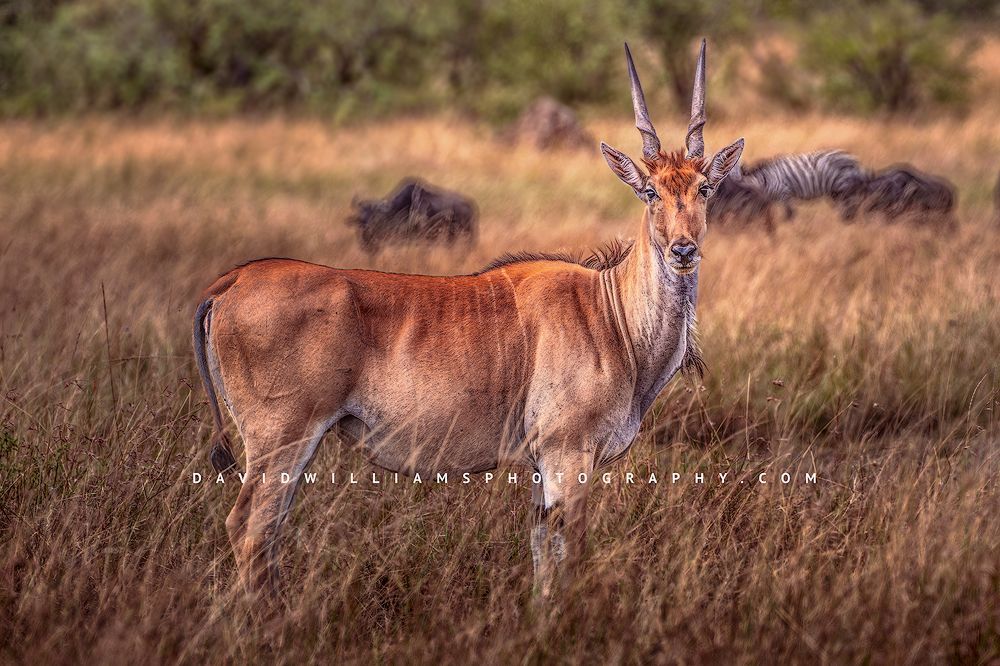 Eye contact with an Eland in golden hour, Africa