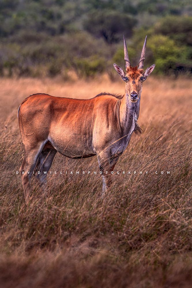 A large female Eland with eye contact, Kenya, Africa