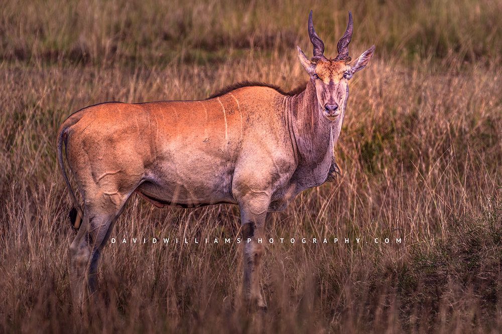A single Eland bull in the tall grasses of the Mara, Kenya
