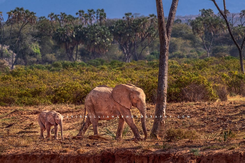 An elephant and baby calf walking in the jungles of Samburu, Africa
