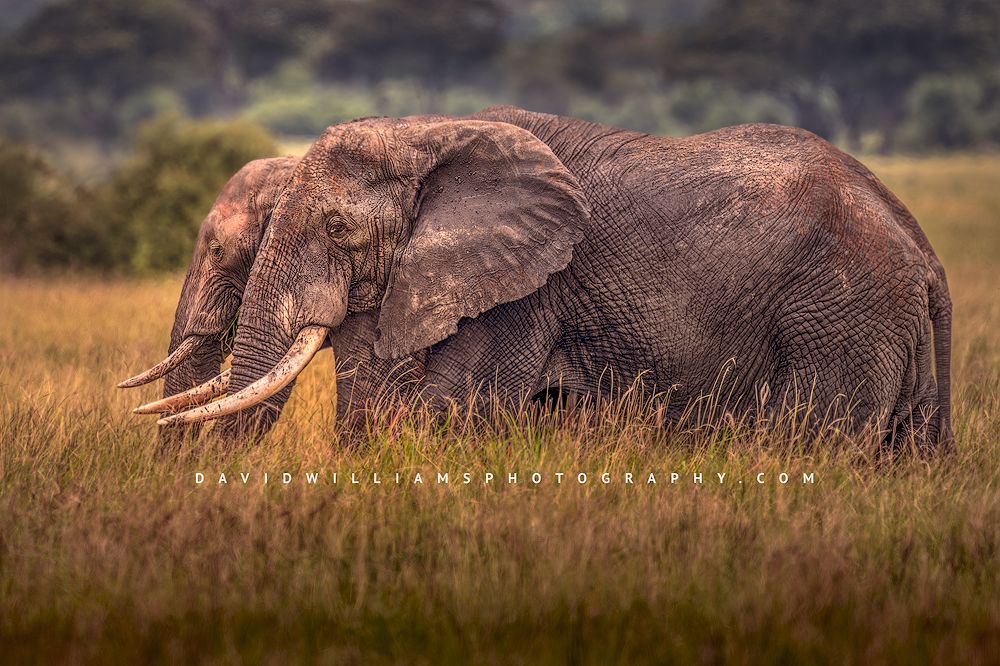 A close up of 2 elephants side by side in golden light, Africa