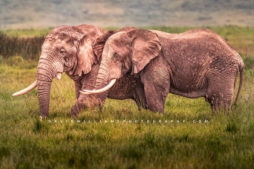 Elephants, one with a large broken tusk, Tanzania, Africa