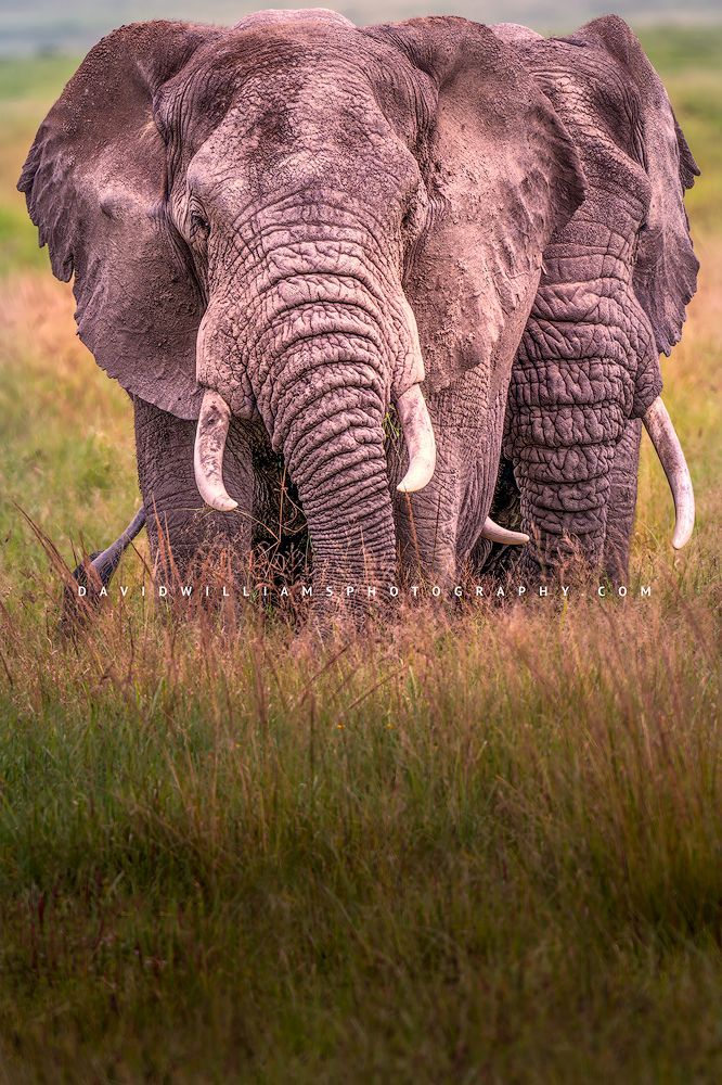 A close up of 2 African elephants, Tanzania, Africa