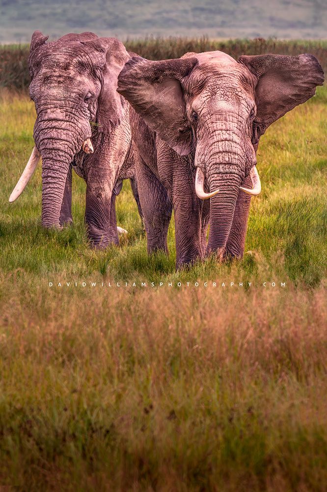 2 large elephants in golden grasses, Tanzania, Africa