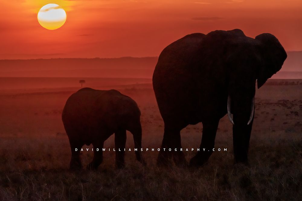 A silhouette of an African Elephant with baby against burning sky, Kenya