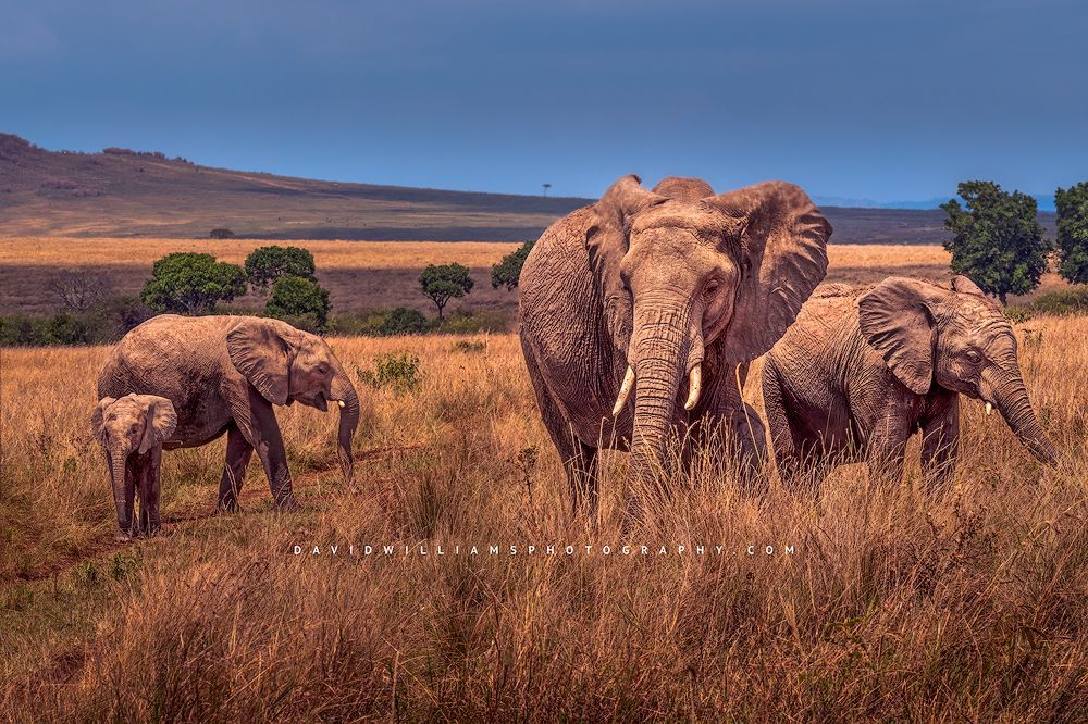 A family of elephants with baby in the grass, Masai Mara, Kenya