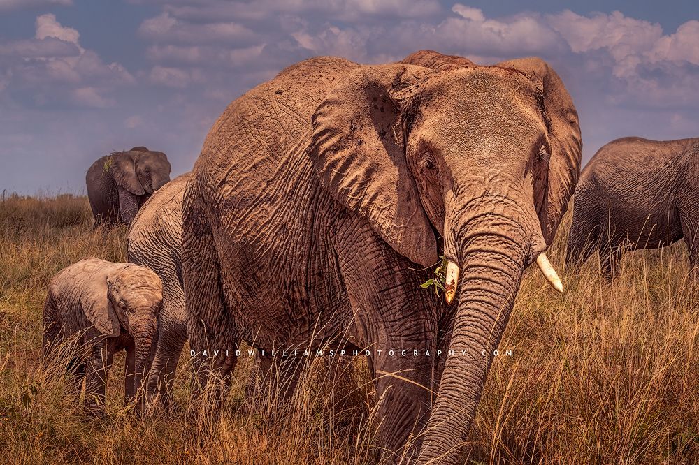 A family of elephants with calf in the grass, Masai Mara, Kenya