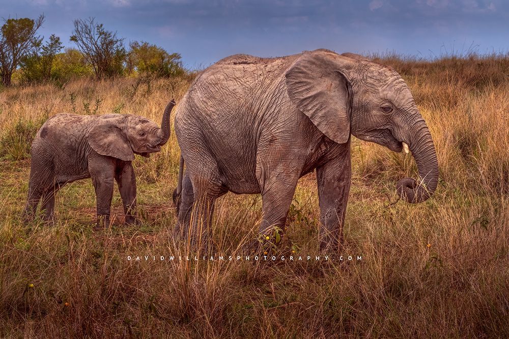 A mother Elephant and baby walking through the tall grasses, Kenya