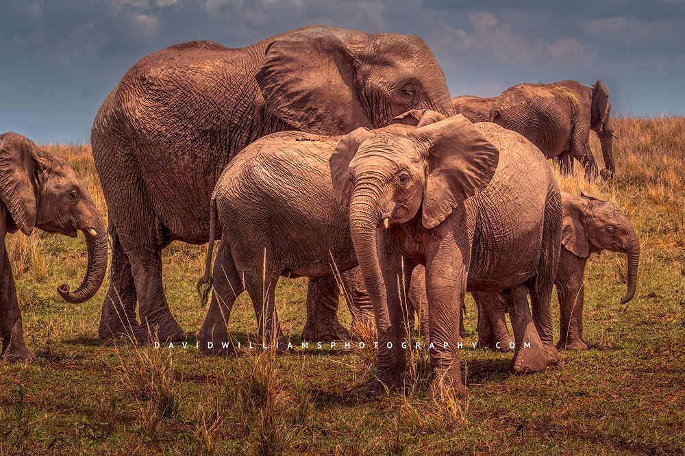A family of elephants with calf in the grasses, Masai Mara, Kenya