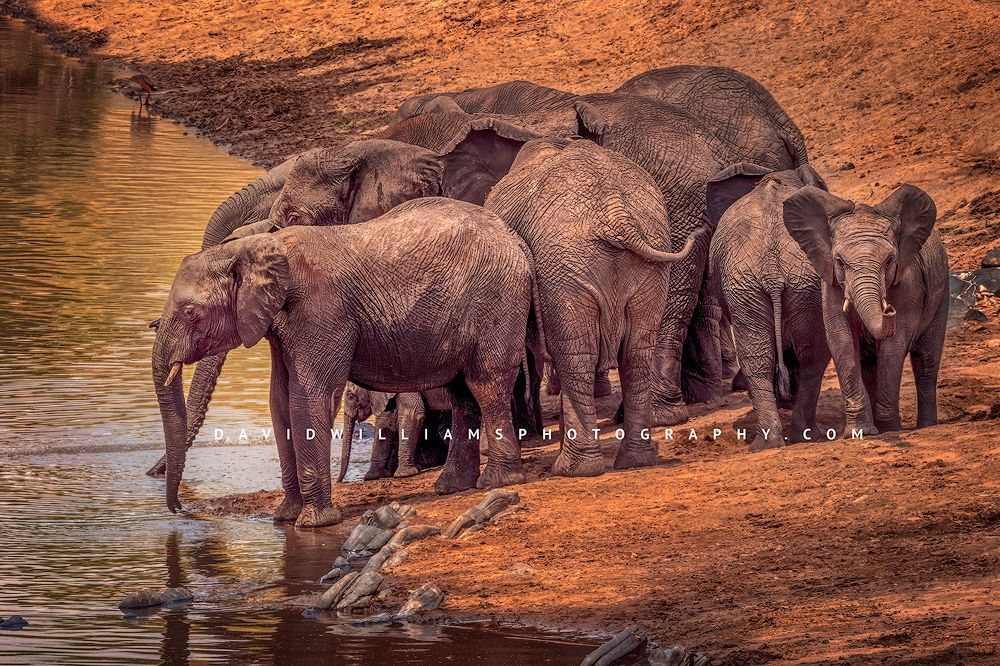 African elephant herd in natural habitat representing the African Elephant Photography gallery