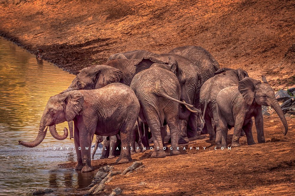 A family of elephants with babies drinking at the Mara River, Kenya